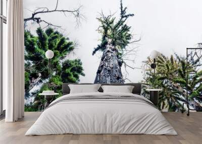 A high angle view of a redwood tree, flanked by two trees, blackened bark recovering from a fire.

 Wall mural