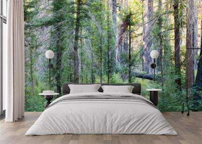 A moody redwood forest, recovering from a devastating fire. Wall mural