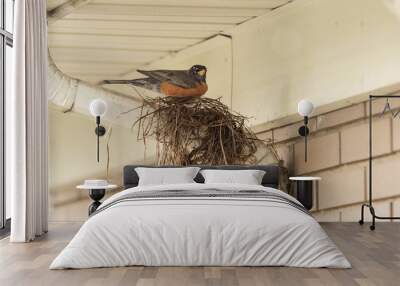 A robin sitting on a partially built bird nest Wall mural