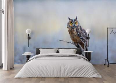 Long Ear Owl Wall mural