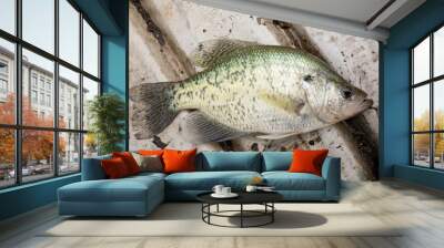 crappie fish caught in louisiana Wall mural