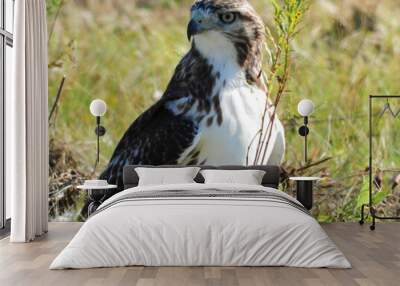 Closeup of a Red-Tailed Hawk Bird of Prey Raptor Sitting on the Ground in a Prairie Field in a Profile View as It Hunts for Prey on a Summer Day in the Afternoon Sunshine Wall mural