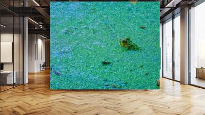 Frog in a pond: A bullfrog sits looking away in a shallow pond filled with a duckweed growth on the surface while its eyes, nose and ears are visible above the water surface Wall mural