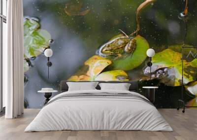 Frog on lily pad Wall mural