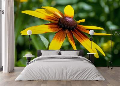 isolated summer daisy Wall mural