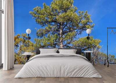 Ponderosa pine in Arizona Wall mural