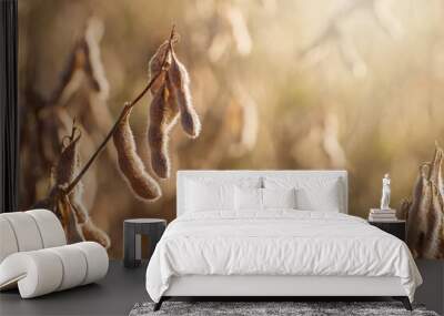 Dried Soybeans in a Louisiana Field Wall mural