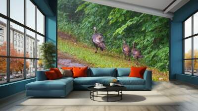 Female wild turkey and two chicks walking in grass Wall mural