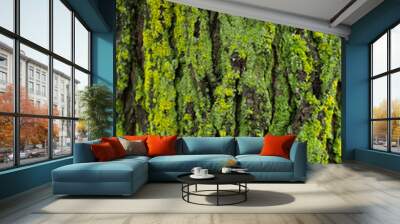 Green moss on Elm tree trunk texture Wall mural