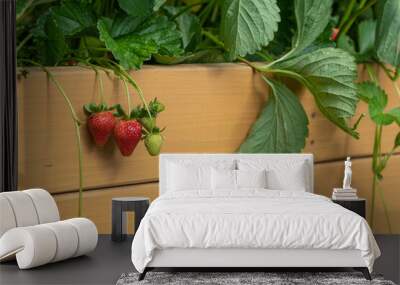 Red, Ripe Strawberries Ready to be Picked From Raised Garden Bed Wall mural