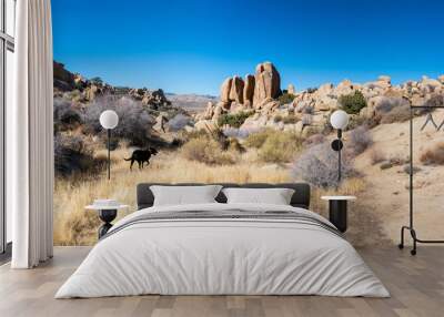 Black labrador retriever dog among boulders in Yucca Valley, California on a sunny January day with blue sky near Joshua Tree National Park Wall mural