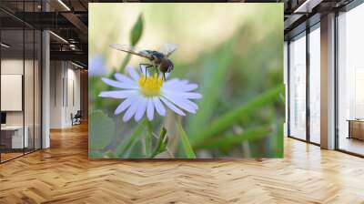 Macro photo of a flower fly (hover fly) on a tiny daisy flower Wall mural