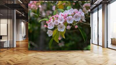 Mountain laurel flowers in bloom Wall mural