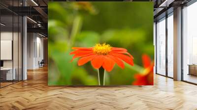 orange daisy flower in the garden Wall mural