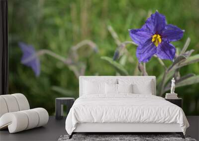 single purple wild flower  Wall mural