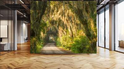 Spanish moss dripping from an alley of old trees Wall mural