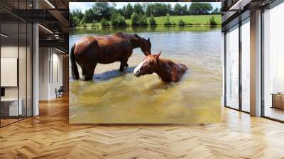 Two Horses Cooling off on a hot summer day in their spring fed pond Wall mural