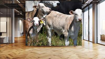 calf close up portrait Wall mural