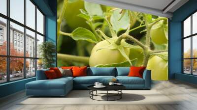 green tomato on a vine Wall mural