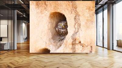 A Little Owl (Athene noctua) roosting in a hollow in the rock face of a quarry, taken in Herzegovina. Wall mural