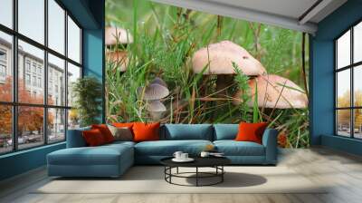 Mushrooms growing in grassland Wall mural