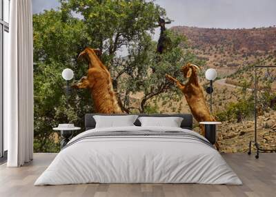 goats standing and climbing in a argan oil tree and feeding from the leaves in the dry and arid region of Morocco, the trees fruit is used to produce an oil, that is popular in the beauty industry to  Wall mural