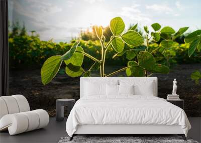 Close-up of a soybean plant against the sun. Soy sprouts on the field Wall mural