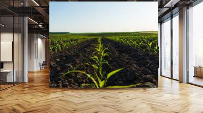 Corn maize agriculture nature field. Green Maize Plants in Ukraine. Farming concept Wall mural