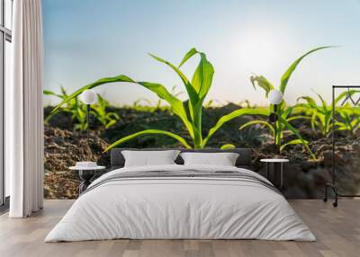 Young corn plants in the field. Beautiful young plants corn grow in the ground. Growing corn Wall mural