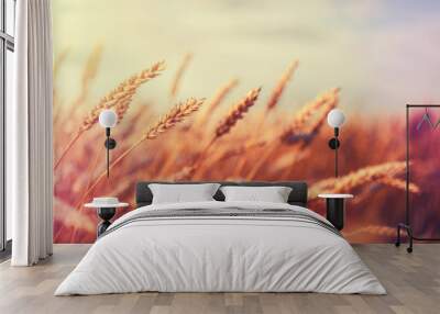 backdrop of ripening ears of golden wheat field on the sunset. Wall mural