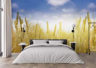 golden field of wheat and sunny day. Spikes ready for harvest wheat or rye closeup lit by sunlight, against the sky. Copy space installation of sunlight on the horizon.  Idea concept rich harvest Wall mural