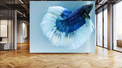 Close up art movement of Blue colour betta fish,Siamese fighting fish isolated on blue background. Wall mural