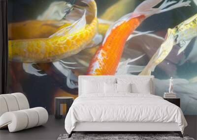 Fancy carp swimming in a pond. Fancy Carps Fish or Koi Swim in Pond, Movement of Swimming and Space. Wall mural