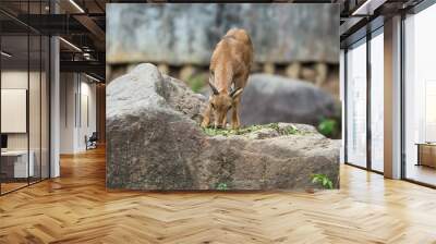 Goat in the open zoo, Goat  in Thailand.Deer in the zoo, Deer in Thailand. Wall mural