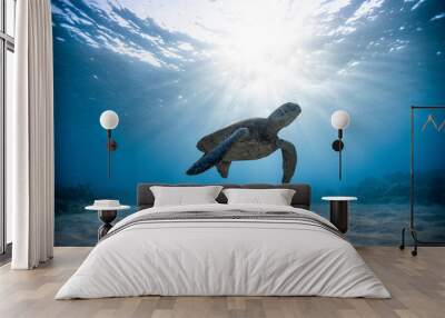 Green sea turtle swimming undersea Wall mural