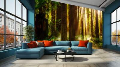 Sunbeams shine through a foggy redwood forest in California at sunset Wall mural