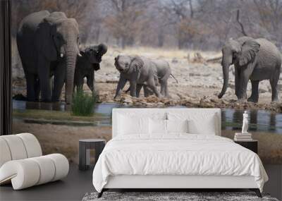 Group of African Elephant (Loxodonta africana) at a waterhole in Etosha National Park, Namibia Wall mural