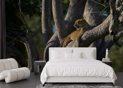 Leopard (Panthera pardus) resting in a tree in South Luangwa National Park, Zambia Wall mural