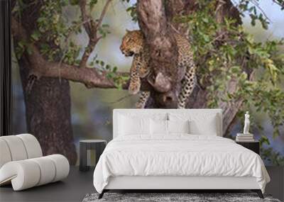 Leopard (Panthera pardus) resting in a tree in South Luangwa National Park, Zambia Wall mural