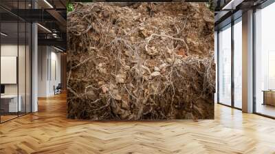 A detailed close-up of an intricate network of roots and mycelium, showcasing the complexity and beauty of nature's underground structures. The organic patterns highlight the vital role of fungi in ec Wall mural