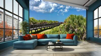 Caladesi Island, Florida - July 27, 2018: Mangrove in Caladesi Island in Florida Wall mural