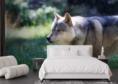 Loup gris en gros plan Wall mural