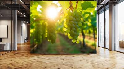 Stunning green grape clusters hanging on the vine with a vineyard background. Wall mural