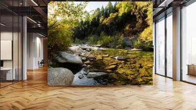 Images of fall foliage along the Yuba River with sun shining through a bush.
 Wall mural