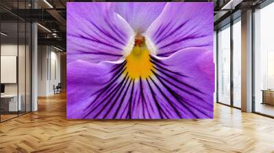 Artistic closeup (macro) of colorful garden pansy blossom (Viola) with bright violet petals and feathery white beard around flower's yellow center. Wall mural