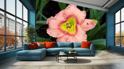 Raindrops on multicolored daylily with ruffled vibrant pink petals and red eye pattern surrounding the green throat (Hemerocallis 'Elegant Candy'). Note tiny fly resting on flower petal. Wall mural