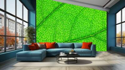 Bright green natural background. Jasmine leaf in close-up macro with crisp texture. Wall mural