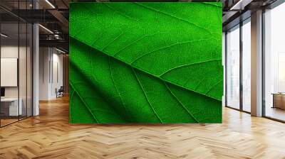 close up of leaf Wall mural