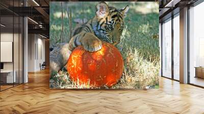 Tiger cub playing with a pumpkin Wall mural