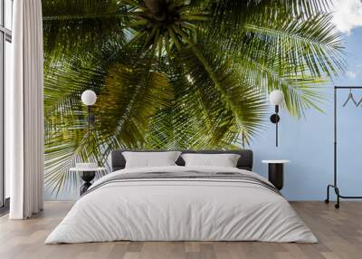 coconut tree under blue sky in summer Wall mural